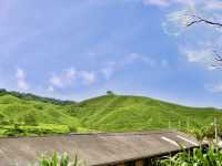 Art of Tea: Behind the Scenes at Malaysia’s Most Iconic Plantation