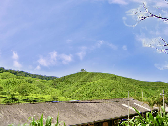 Art of Tea: Behind the Scenes at Malaysia’s Most Iconic Plantation