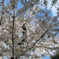 Shinjuku Gyoen – A Quiet Breath in the Heart of Tokyo