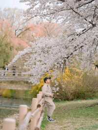 Tranquility in the Heart of the City: A Sunset Walk at Ilsan Lake Park