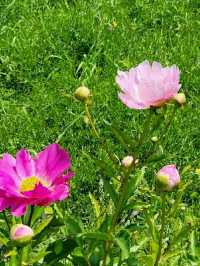Title: Hangang Park: Seoul’s Riverside Playground of Nature, Culture, and Adventure