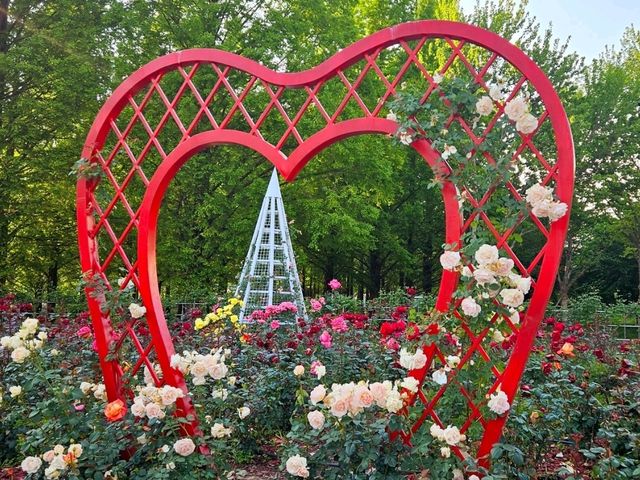 The Rose Garden at Ilsan Flower Festival