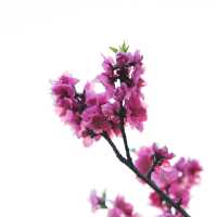 Japan – Sakura Nights Under the Lantern Glow