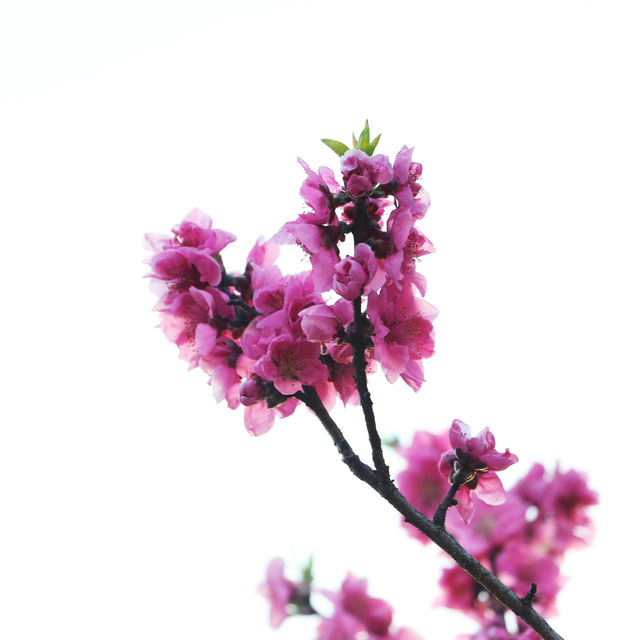 Japan – Sakura Nights Under the Lantern Glow