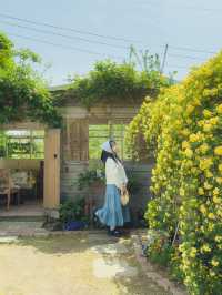 동화 속 분위기의 목향장미 카페💛  