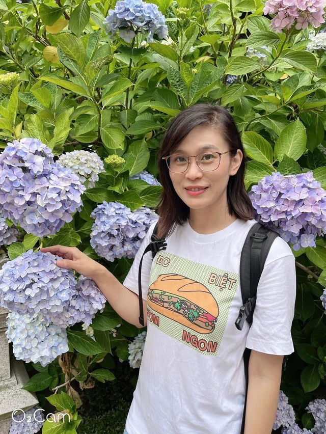 韓國🇰🇷釜山 太宗臺搭Danubi 小火車 六月來賞繡球花超值得！