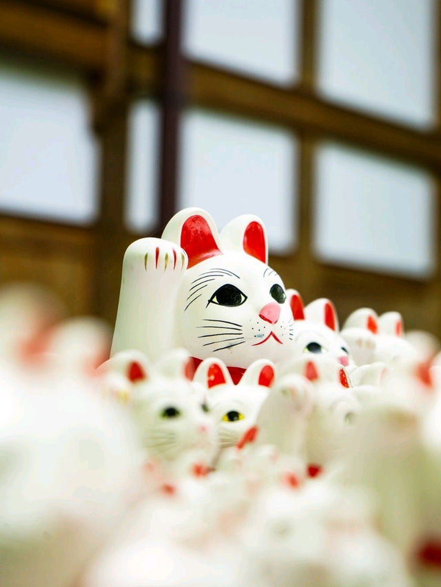 東京之旅·豪德寺⛩️🎏🐱