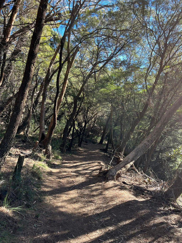 Prince Henry Cliff Walk at Blue Mountain, Sydney