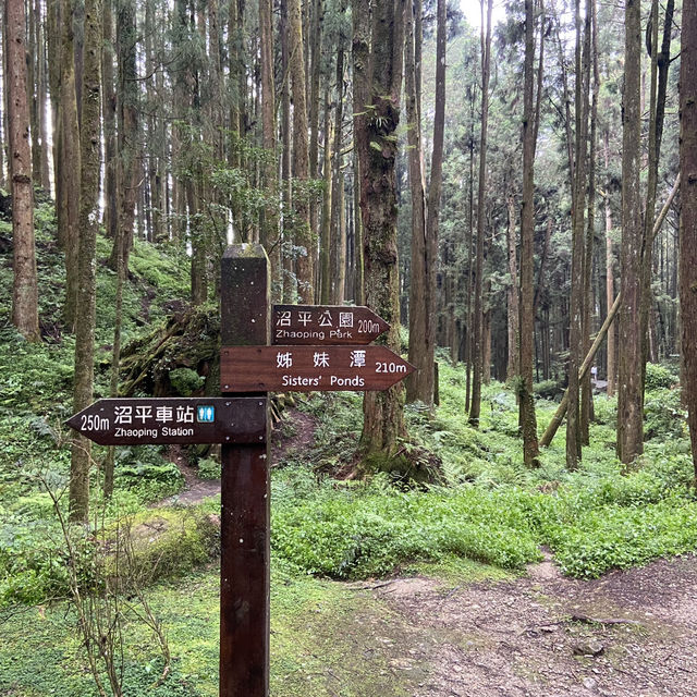 🚉 沼平車站｜通往阿里山仙境的門戶，全台最高木造車站