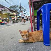 ถนนคนเดิน🥳เมืองเก่าปราณบุรี