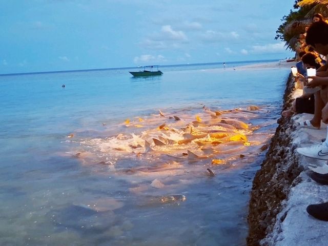 🦈鯊魚蜂擁而至的酒店 Plumeria Maldives 🩵🩵