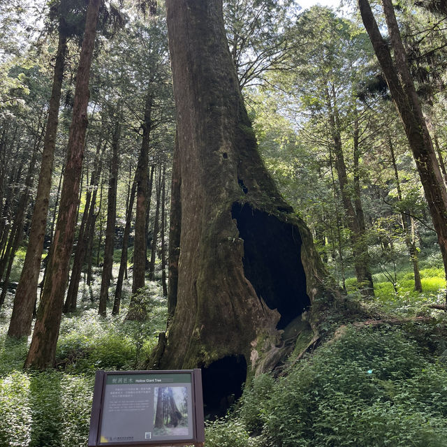 一生必看一次的阿里山日出🌄