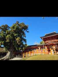 【奈良】期間限定　母子鹿の一般公開