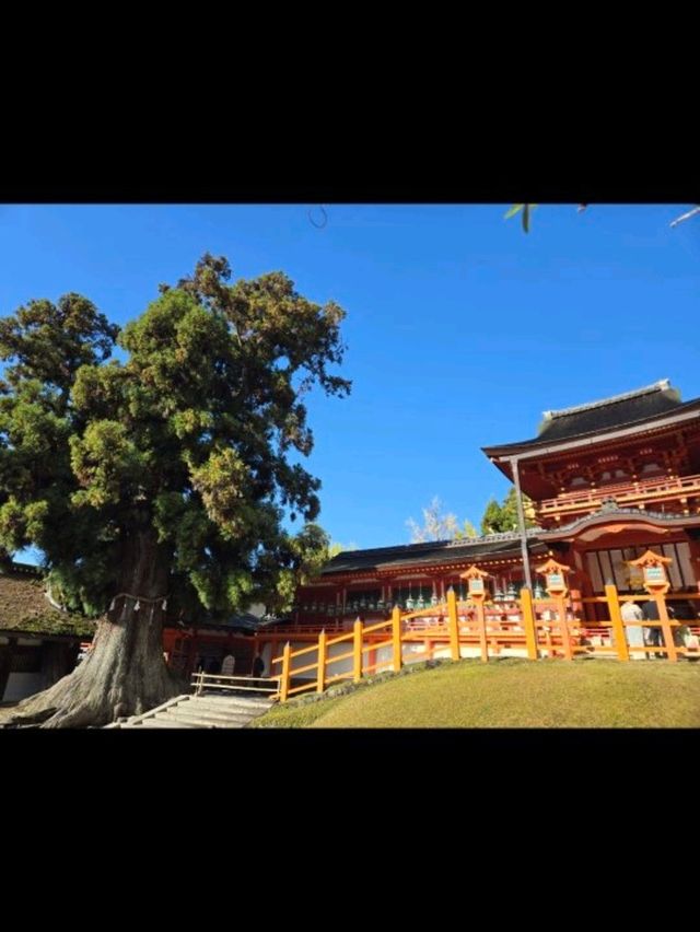 【奈良】期間限定　母子鹿の一般公開