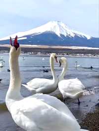 Lake Yamanaka วิวฟูจิงามสะกด งบน้อยก็เที่ยวได้เหมื