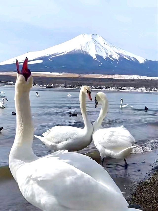 Lake Yamanaka วิวฟูจิงามสะกด งบน้อยก็เที่ยวได้เหมื