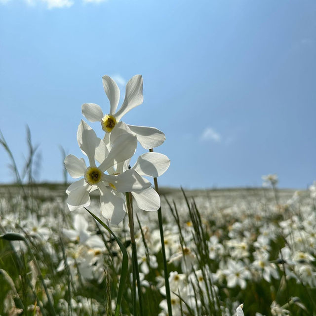 Montreux’s Narcissus Poeticus Fields: A Springtime Fairytale on Lake Geneva