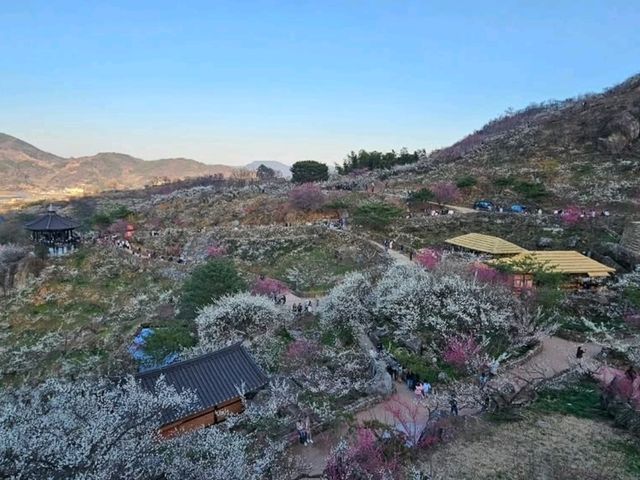 Blossoms, Bites & Chill Vibes at Gwangyang Maehwa Village
