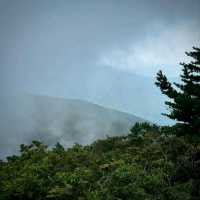 Odaesan Forest
