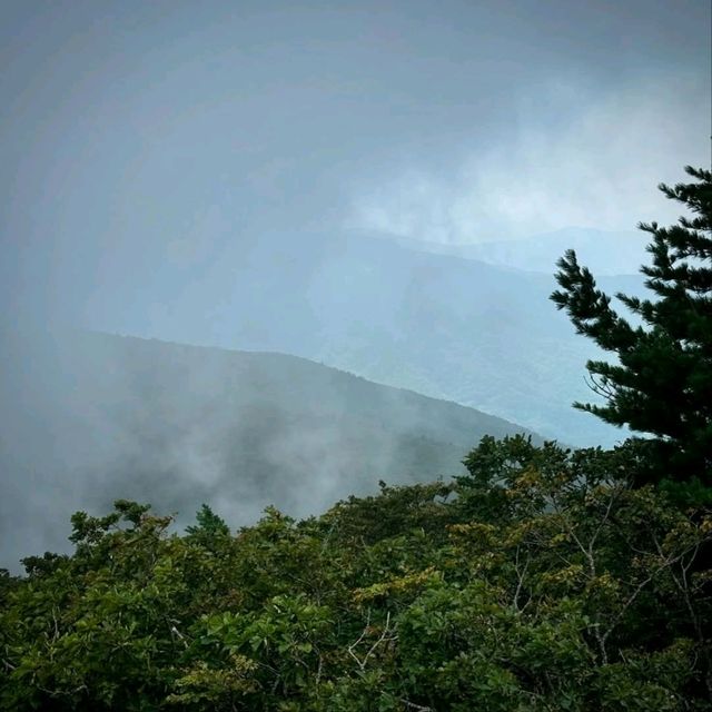 Odaesan Forest
