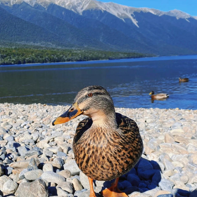 Nelson Lakes: A Natural Lake of Serenity! 🏞️💧