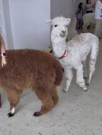 Capyba Cafe Skudai: Feed Alpacas, Meet a Capybara & Try the Cutest Pudding