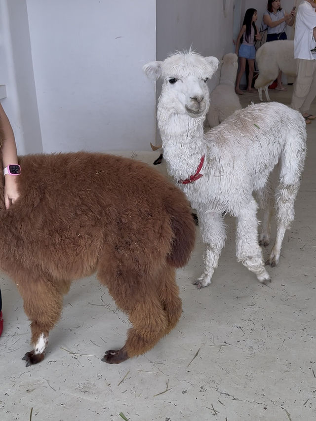 Capyba Cafe Skudai: Feed Alpacas, Meet a Capybara & Try the Cutest Pudding