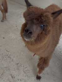 Capyba Cafe Skudai: Feed Alpacas, Meet a Capybara & Try the Cutest Pudding