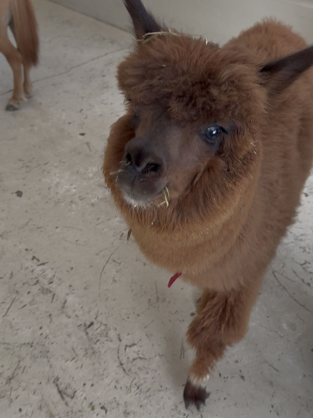 Capyba Cafe Skudai: Feed Alpacas, Meet a Capybara & Try the Cutest Pudding