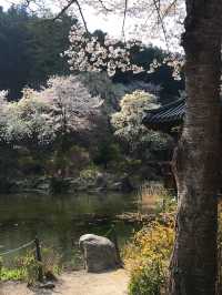 봄의 수목원