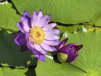 香港好去處 | 賞花 | 志蓮淨苑 | 蓮花