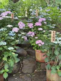 こんな景色が見れるなんて！日本の無人島と長谷寺あじさい