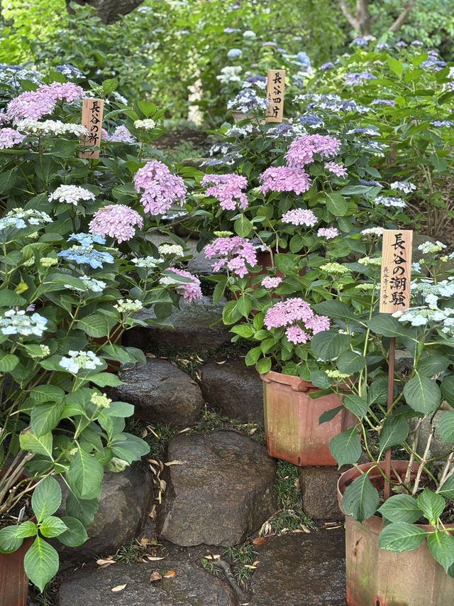 こんな景色が見れるなんて！日本の無人島と長谷寺あじさい