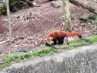 超棒的動物園