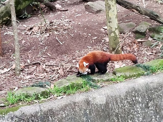 超棒的動物園