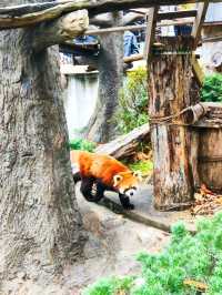 Yokohama Zoological Gardens - Free entrance!