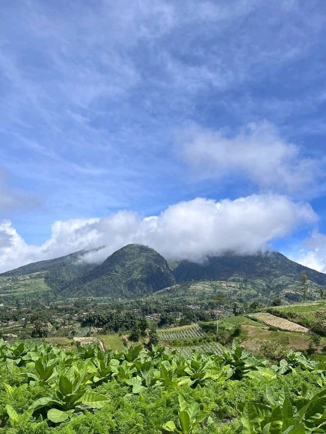lembahmanah_kopi
