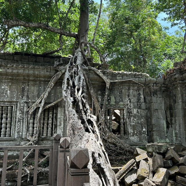 【ラピュタの世界🪐】ベンメリア遺跡で出会った崩れゆく美しさ🌿 