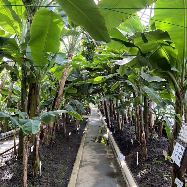 【伊豆】バナナワニ園の満足度が高すぎる🍌🐊