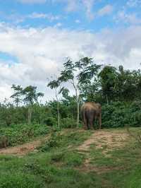 เปิดประสบการณ์พักในปางช้าง #กาญจนบุรี 🐘🌿