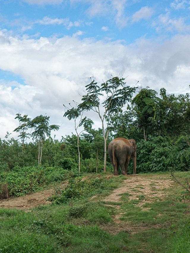 เปิดประสบการณ์พักในปางช้าง #กาญจนบุรี 🐘🌿