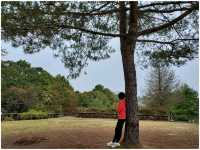 ให้ธรรมชาติโอบกอด @ Alishan ไต้หวัน