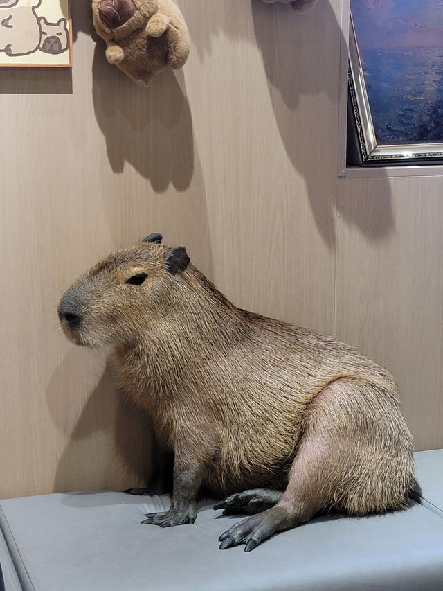 🐾도심 속 밀착 힐링! 칭따오 중산공원 실내 카피바라 카페 체험✨