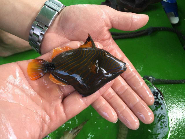 長灘島螃蟹船出海遊 一日行程