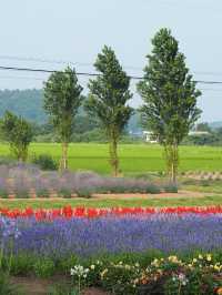 まるで北海道！東京から１時間ちょっとで行ける千葉のラベンダー畑