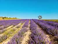 🌿 Solo Escape to Farm Tomita Lavender Fields (East)