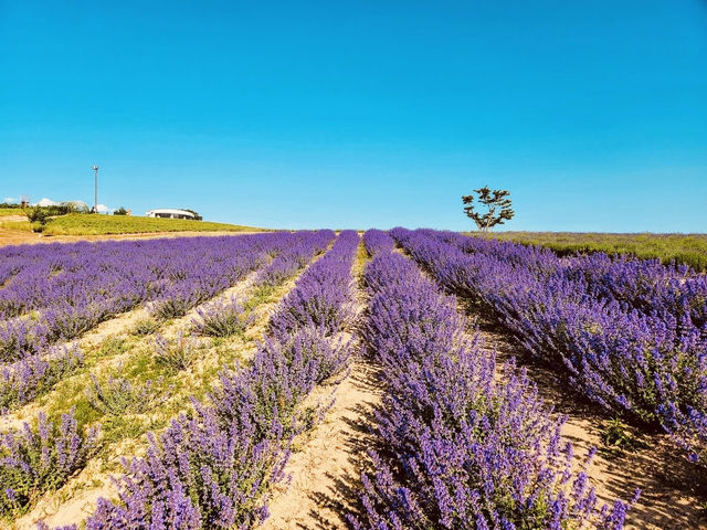 🌿 Solo Escape to Farm Tomita Lavender Fields (East)