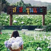 ดอกไฮเดรนเยียที่ขุนแปะ 💐
