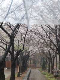 Seoul in April