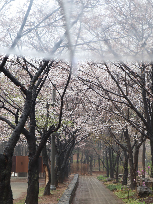 Seoul in April